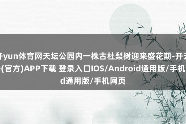 开yun体育网天坛公园内一株古杜梨树迎来盛花期-开云注册(官方)APP下载 登录入口IOS/Android通用版/手机网页